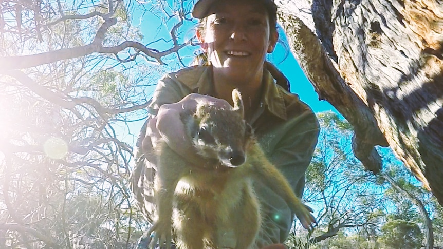 Nicola Palmer releases a numbat