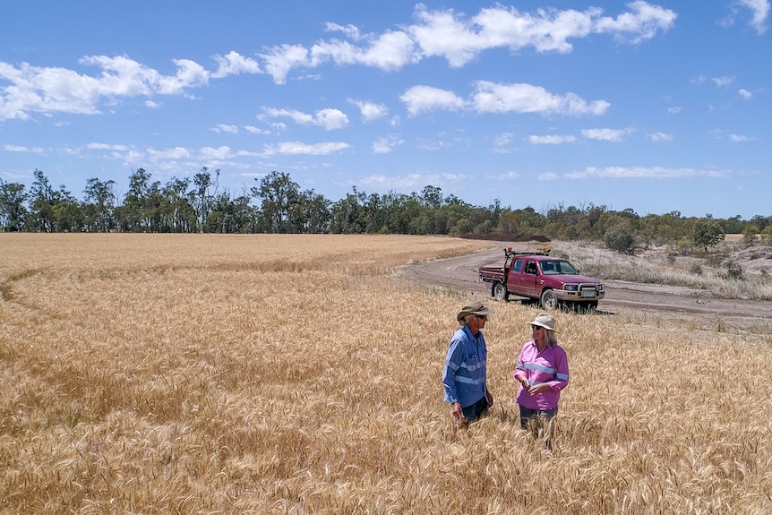 Zena and Gary Ronnfeldt stand in a golden wheat crop in late 2020 at Kupunn, near Dalby, Queensland.