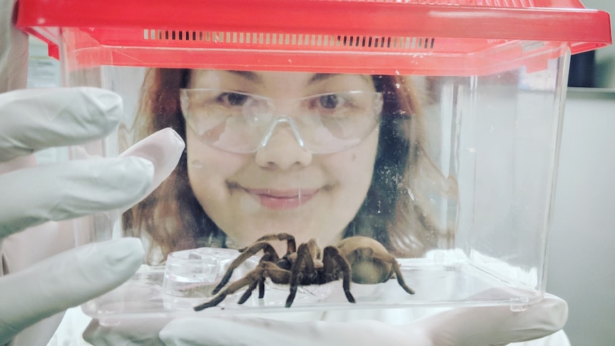 Spider expert Samantha Nixon holds up a container with a tarantula called Beyonce inside in a laboratory.