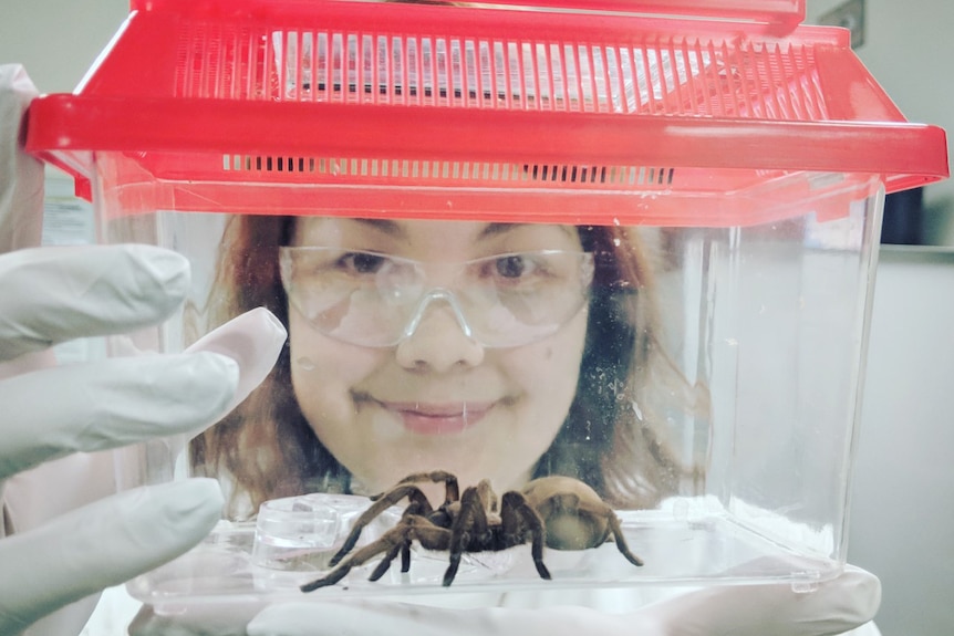 Spider expert Samantha Nixon holds up a container with a tarantula called Beyonce inside in a laboratory.