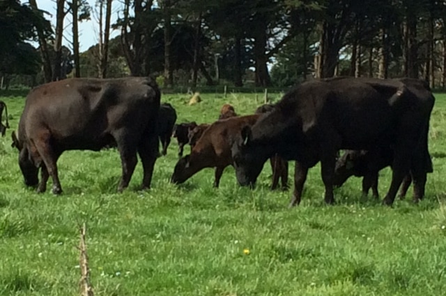 Angus cattle on King Island