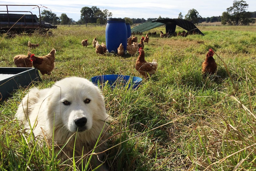 White maremma sheepdog protecting flock of brown hens in paddock