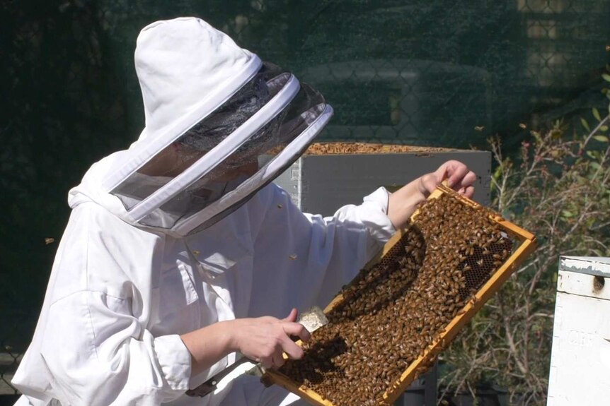 A beekeeper wearing a protective suit tends to a hive full of honey bees.
