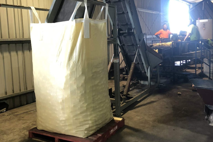 Filling a bag of potatoes in Marion Bay destined for Dubbo