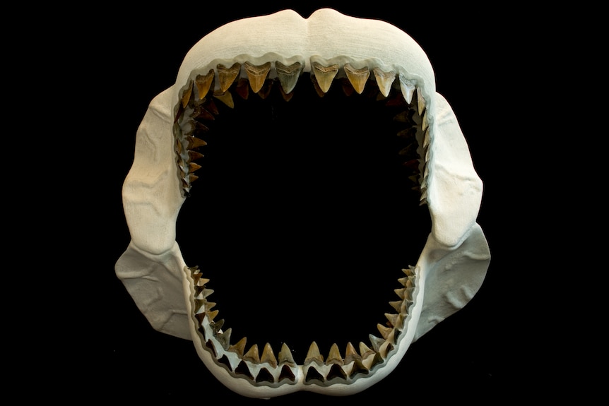 A massive, white fossilised jaw of a large shark against a black background. The jaw features multiple rows of pointy teeth.