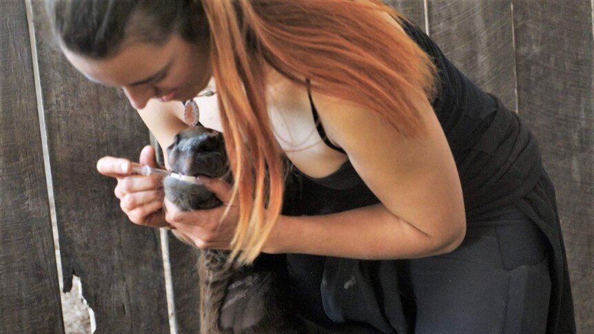 Farm hand Nicole Kumpfueller gives antibiotics to a foal.