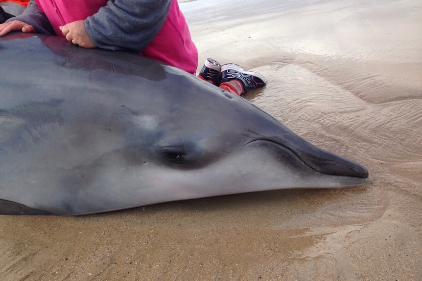 A close up of a beached beaked whale.