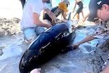 Small whale beached on sand 