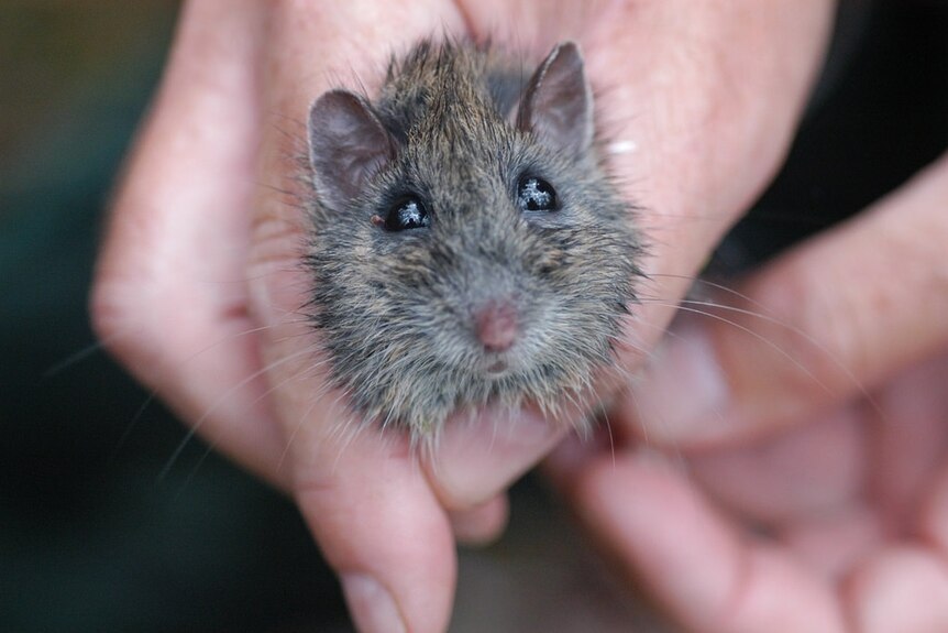 A Hastings River mouse