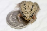 White-bellied frog is no bigger than a 5c coin