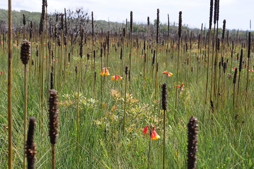 Red and yellow flowers grow among a field of green and brown grasses.