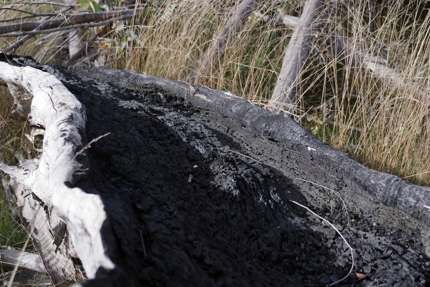 A large burnt-out log among long grass.