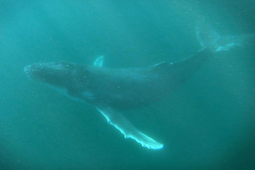 A whale swimming viewed from underneath the ocean's surface.