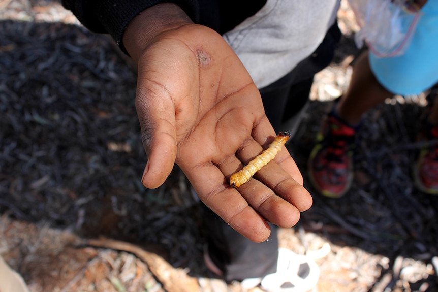 A witchetty grub