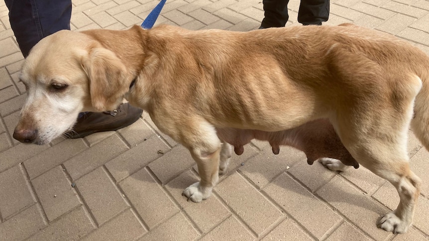 A severely underweight labrador with her ribs and hipbones showing