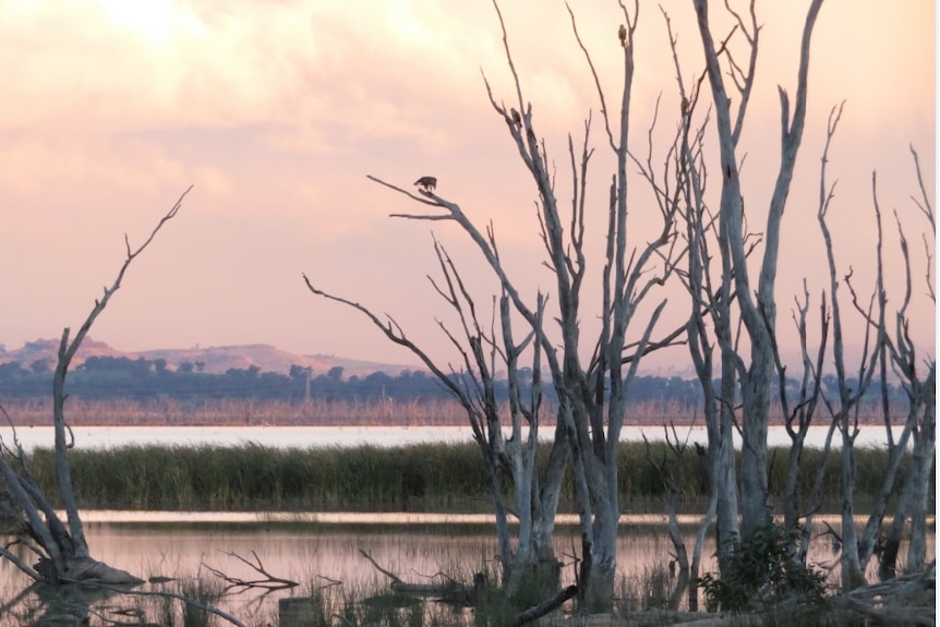 White-bellied Sea-Eagles nest at the Winton Wetlands.