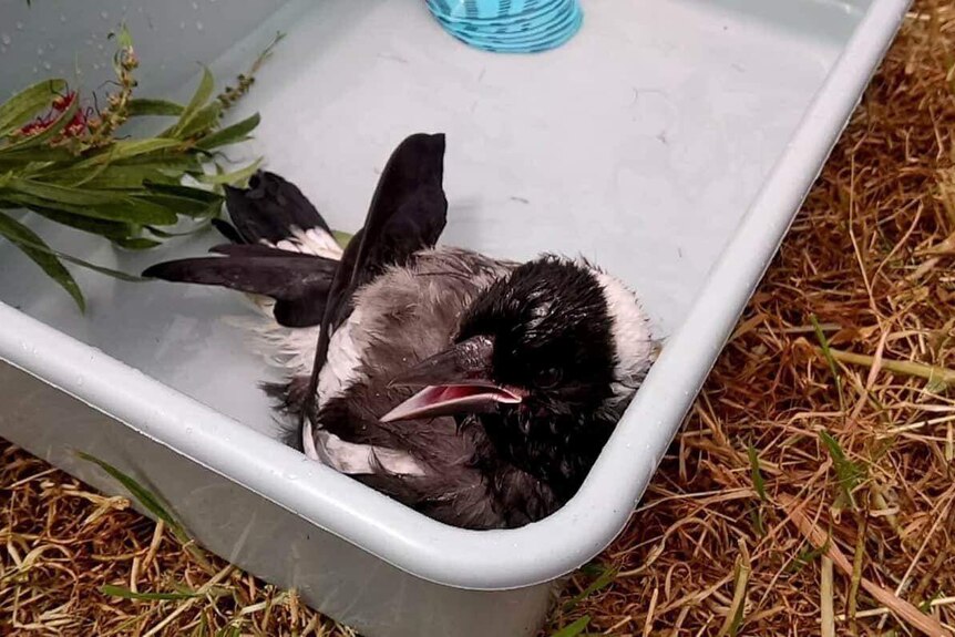 A baby magpie enjoys a cool bath in a large container on the lawn.