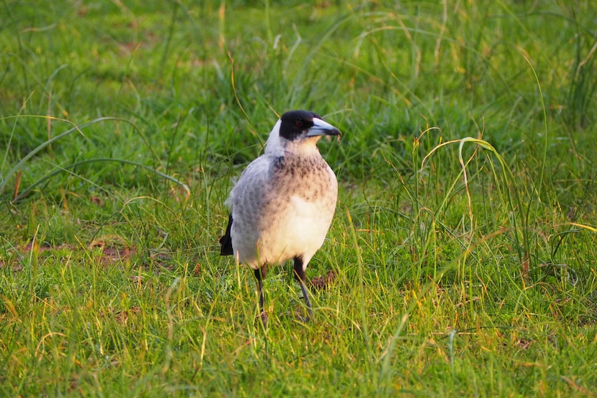 A magpie standing on grass.