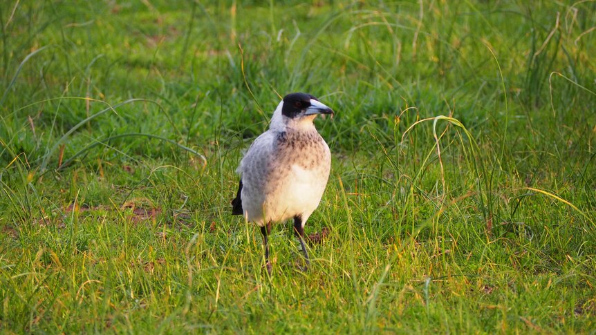 A magpie standing on grass.