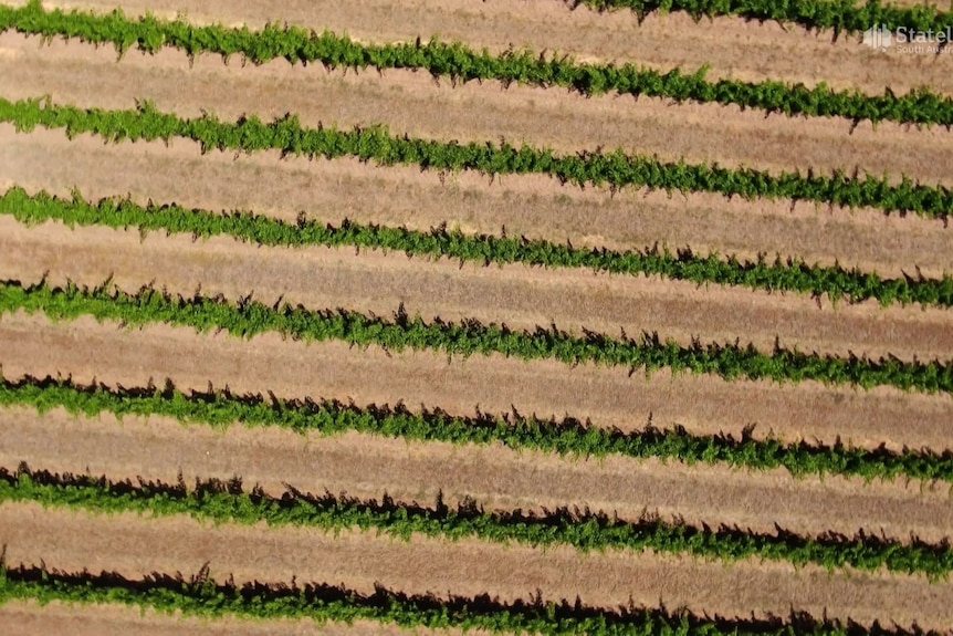 A drone shot of vineyards in South Australia's Riverland. 