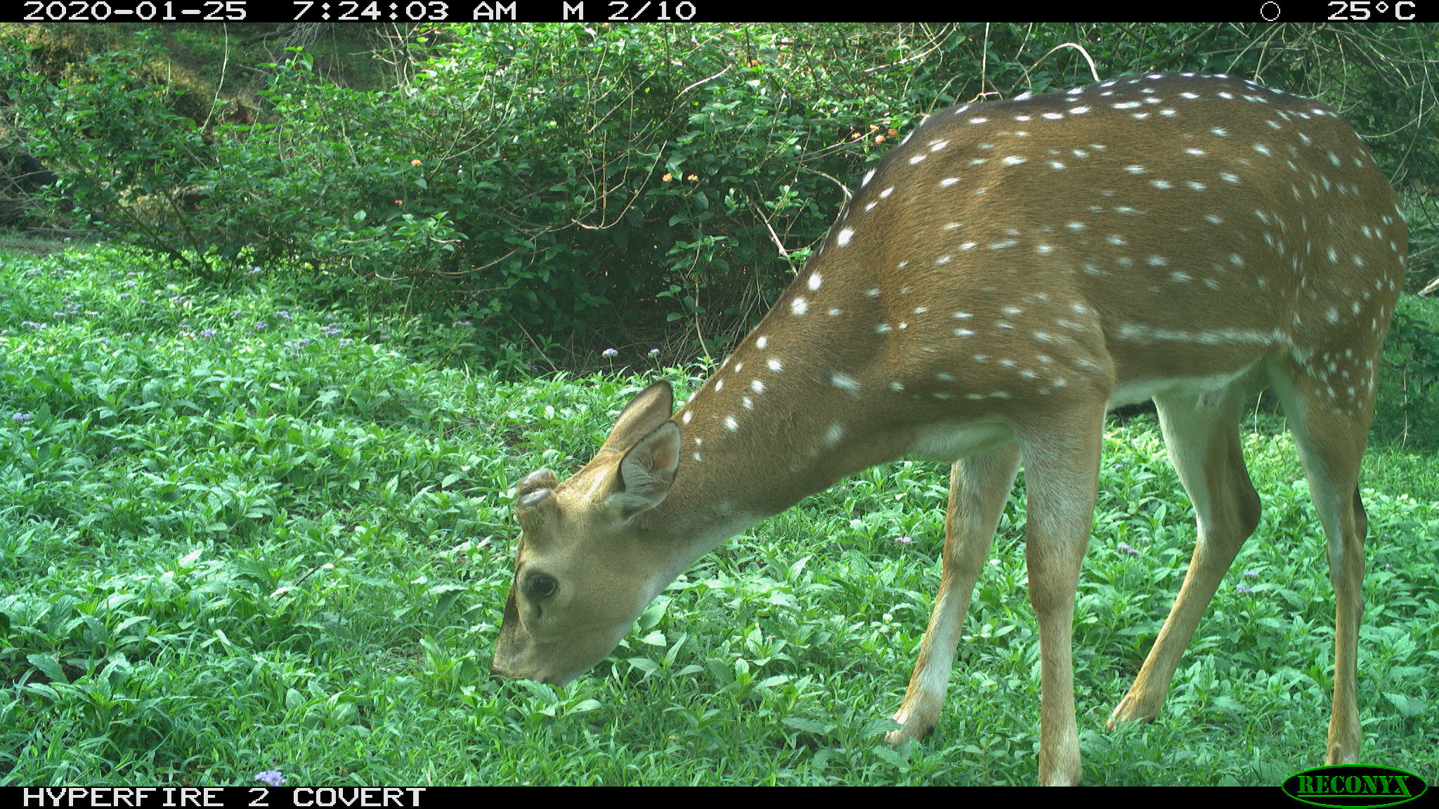 Chital deer feeds on green grass