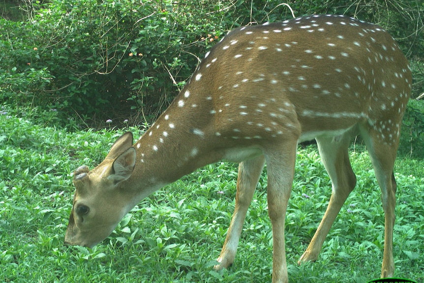 Chital deer feeds on green grass