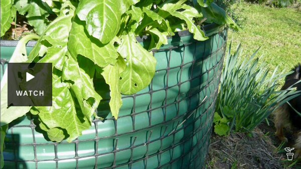 A circular corrugated iron raised garden bed covered with a plastic trellis. . Has Video.