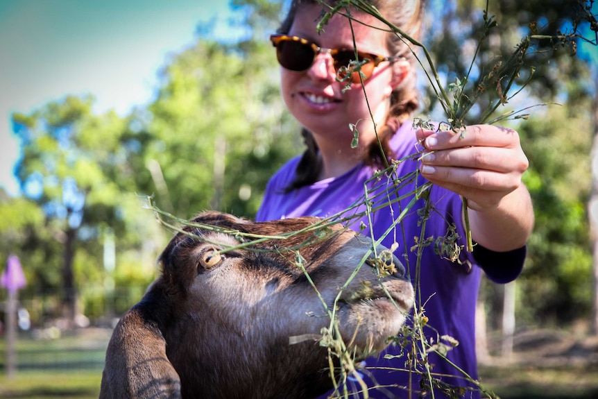 A young person feeds a goat on a Sunshine Coast farm.