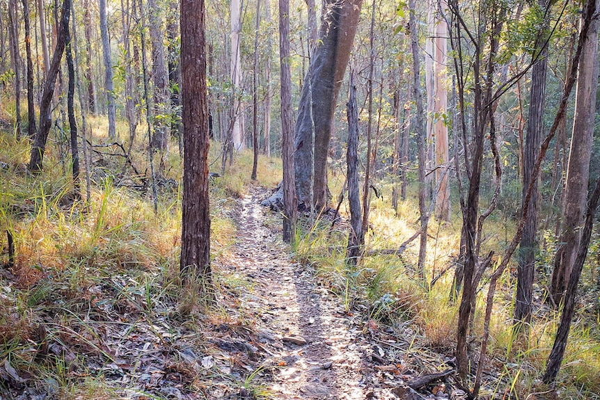 A dirt trail through bushland.