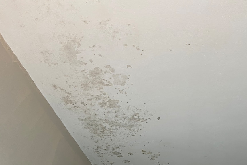 Mould growing on a ceiling 