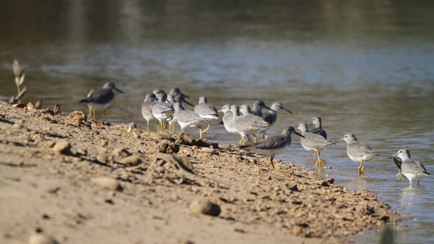 Grey and white birds stand on the water's edge.