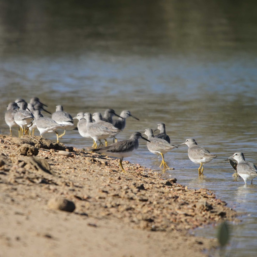 Grey and white birds stand on the water's edge.