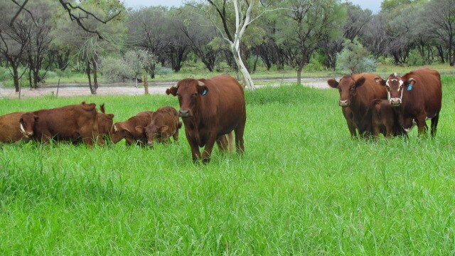 Mount Denison cattle enjoy the greenery