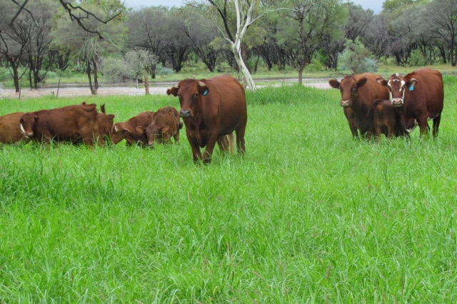 Mount Denison cattle enjoy the greenery