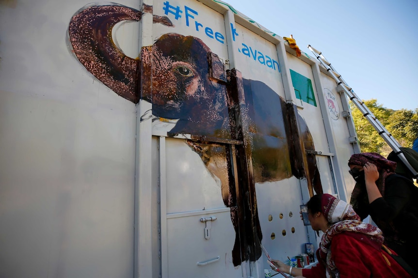 Volunteers paint an image of Kaavan with the hashtag #FreeKaavan on a box