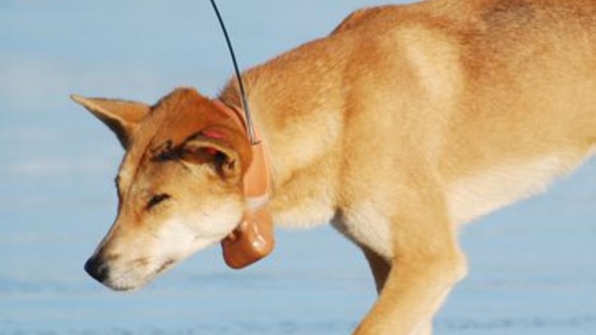 A dingo on Fraser Island, off south-east Queensland, wearing a satellite tracking collar.