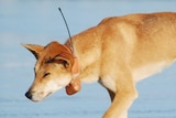 A dingo on Fraser Island, off south-east Queensland, wearing a satellite tracking collar walking on the beach in June 2011.