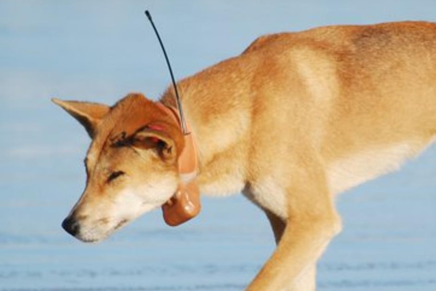 A dingo on Fraser Island, off south-east Queensland, wearing a satellite tracking collar.