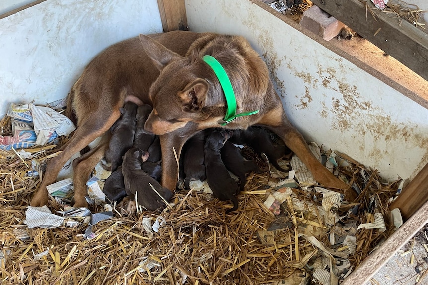 A red kelpie with a litter of puppies sucking from her teets.