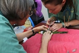 Perth Zoo vets examine a western ground parrot