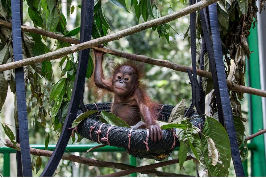 Baby orangutan sits in a tyre swing in the jungle.