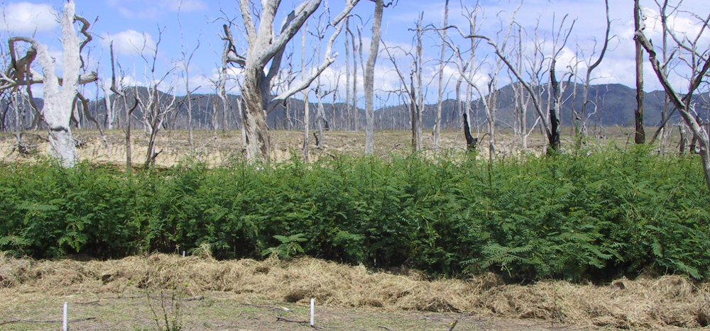 Una barrera de arbustos espinosos a lo largo de un canal de agua asfixia a los árboles nativos.