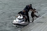 A policeman on a jetski in a lake carries a kangaroo and tries to place it on the shore.
