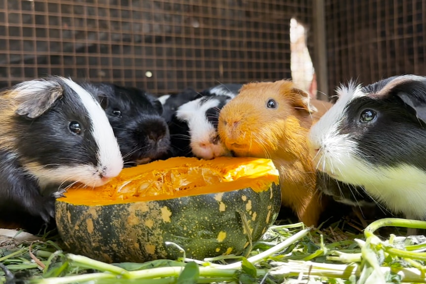 Guinea pigs eating pumpkin.