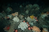 Deep-sea coral reef found off southeast Australia