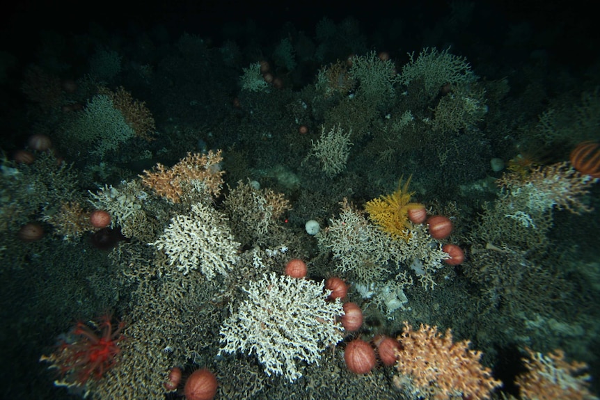 Deep-sea coral reef found off southeast Australia