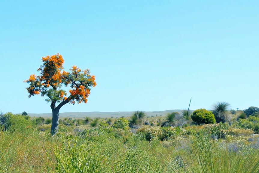 A single Moodjar tree against a blue sky.