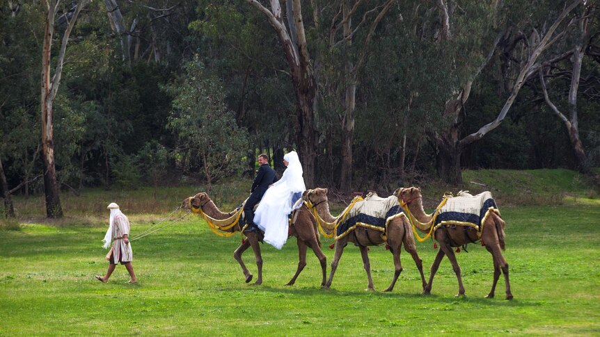 A row of camels walks along, two of them carrying a woman in white and also a man.