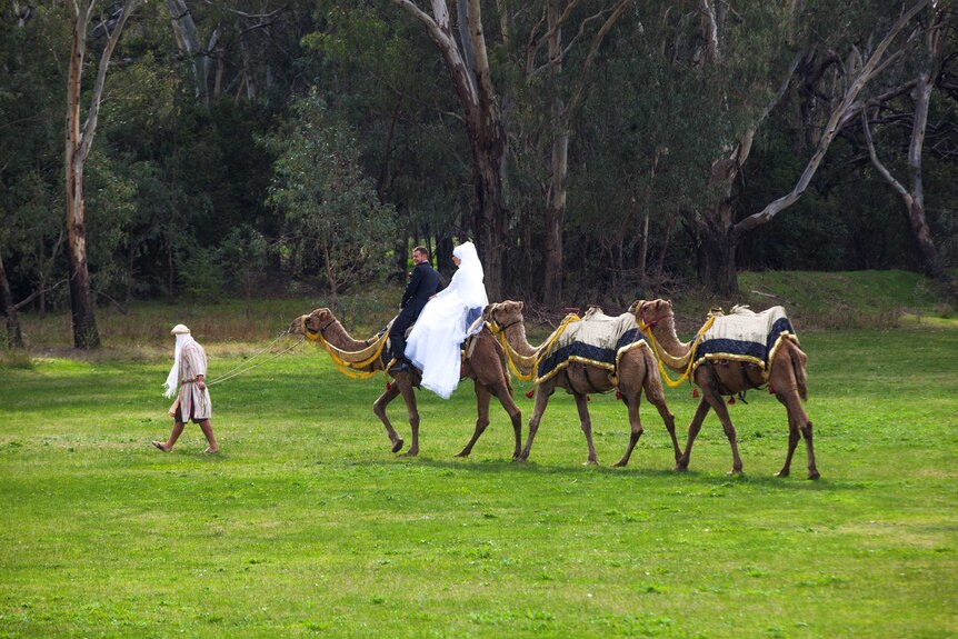 A row of camels walks along, two of them carrying a woman in white and also a man.