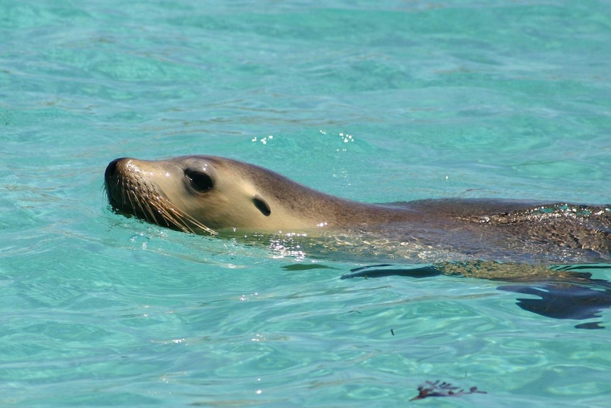 A seal swimming in crystal blue water.